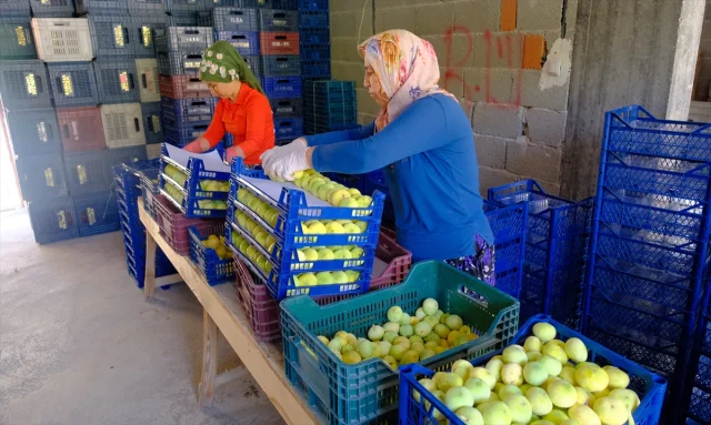 Mersin'in İncir Hasadında Bereket Dolu Yıl: Çiftçilerin Yüzü Gülüyor
