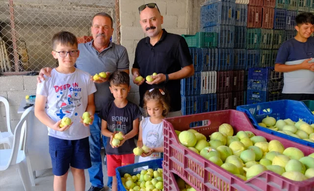 Mersin'in İncir Hasadında Bereket Dolu Yıl: Çiftçilerin Yüzü Gülüyor