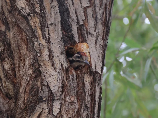Iğdır'daki Sevimli Ağaçkakan Çalışanların Gözdesi Oldu