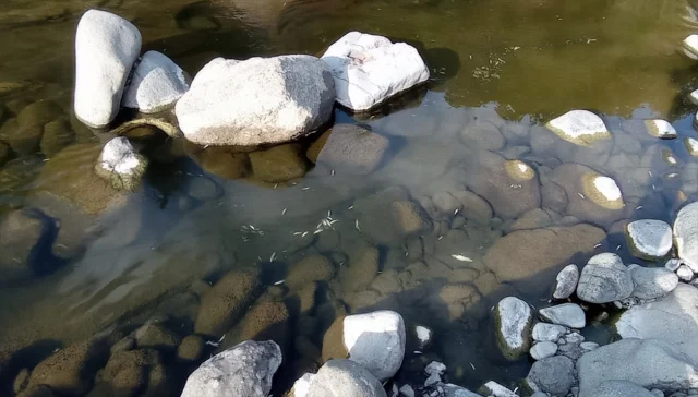 Samsun'da Yeşil Dere'deki Balık Ölümleri Şok Yarattı