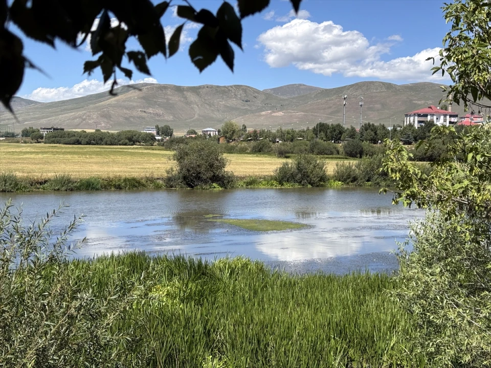 Kura Nehri'nde İnanılmaz Değişim: Sıcak Hava Etkisiyle Yosun ve Otlar Kapladı