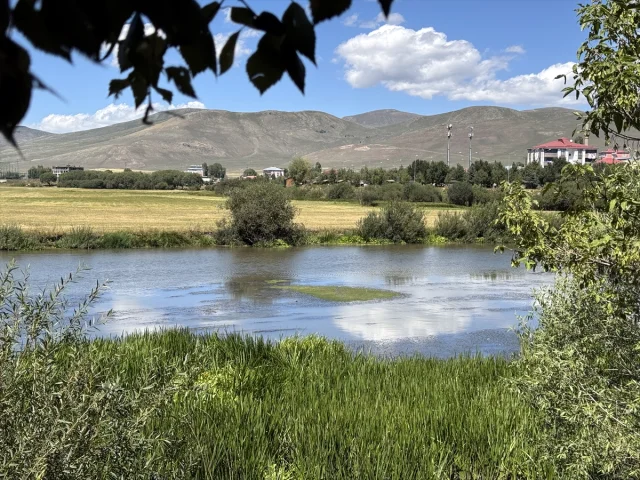 Kura Nehri'nde İnanılmaz Değişim: Sıcak Hava Etkisiyle Yosun...