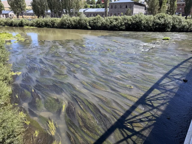 Kura Nehri'nde İnanılmaz Değişim: Sıcak Hava Etkisiyle Yosun ve Otlar Kapladı