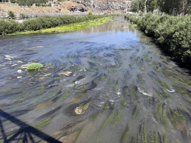 Kura Nehri'nde İnanılmaz Değişim: Sıcak Hava Etkisiyle Yosun ve Otlar Kapladı