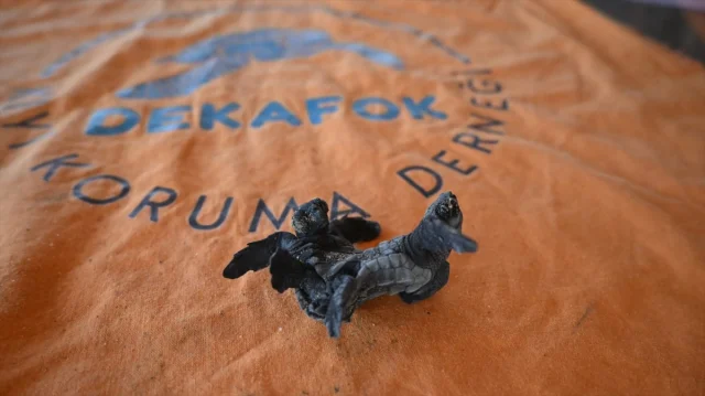 Antalya Sahillerinde Nadir An: Siyam İkizi Caretta Caretta Heyecanı