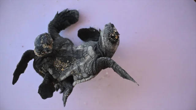 Antalya Sahillerinde Nadir An: Siyam İkizi Caretta Caretta Heyecanı