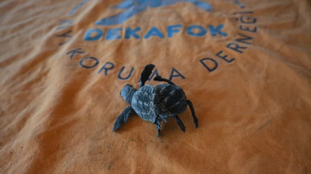 Antalya Sahillerinde Nadir An: Siyam İkizi Caretta Caretta Heyecanı