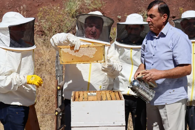 Erzincan'da Geven Balı Hasadı Heyecanı