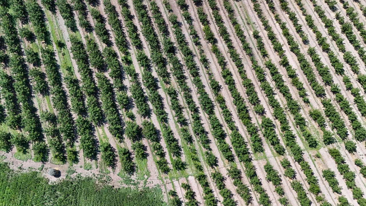 Geleceğin Tarımına Akıllı Böcekler Damga Vuruyor