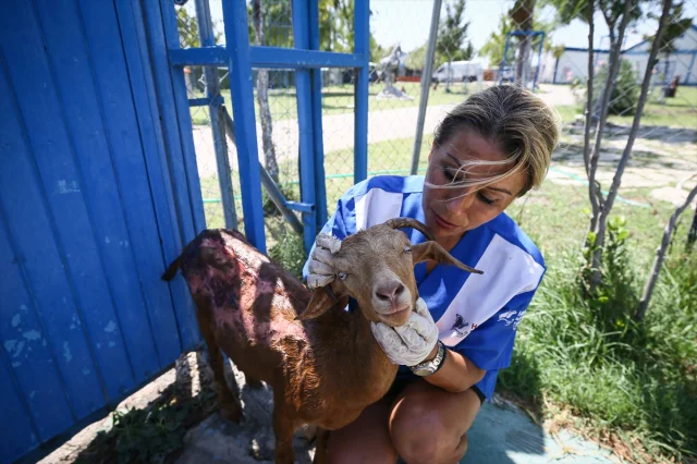 Çanakkale ve İzmir Fırtınasında Hayvanlar Kurtarılarak Bursa'ya Getirildi