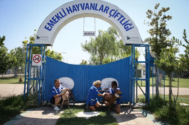 Çanakkale ve İzmir Fırtınasında Hayvanlar Kurtarılarak Bursa'ya Getirildi