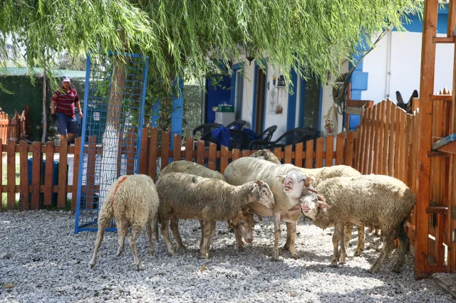 Çanakkale ve İzmir Fırtınasında Hayvanlar Kurtarılarak Bursa'ya Getirildi