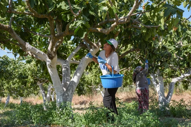 İncirde İhracat Başarısı İzmirli Çiftçilere Moral Veriyor