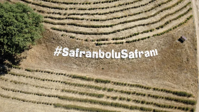 Karabük'te Safran Hasadının Başladığı Anlar