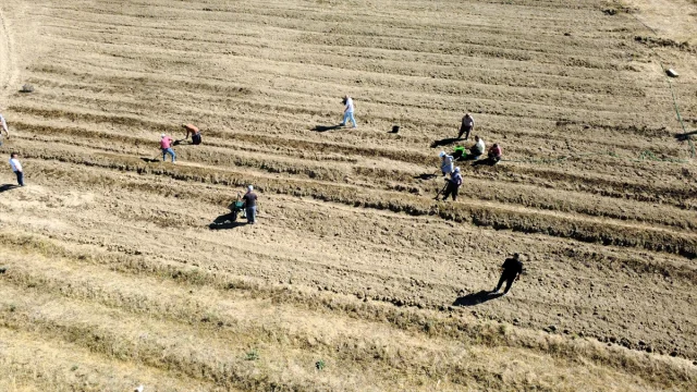 Karabük'te Safran Hasadının Başladığı Anlar