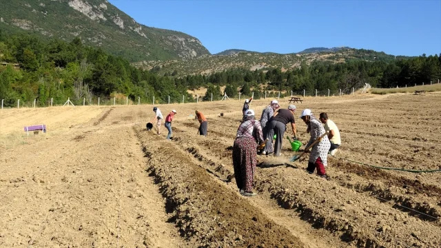 Karabük'te Safran Hasadının Başladığı Anlar