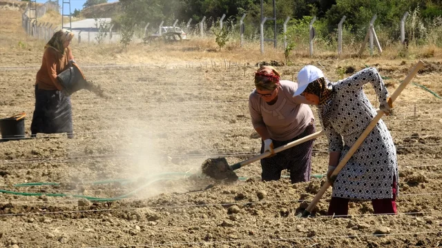 Karabük'te Safran Hasadının Başladığı Anlar