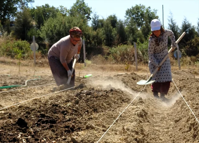Karabük'te Safran Hasadının Başladığı Anlar