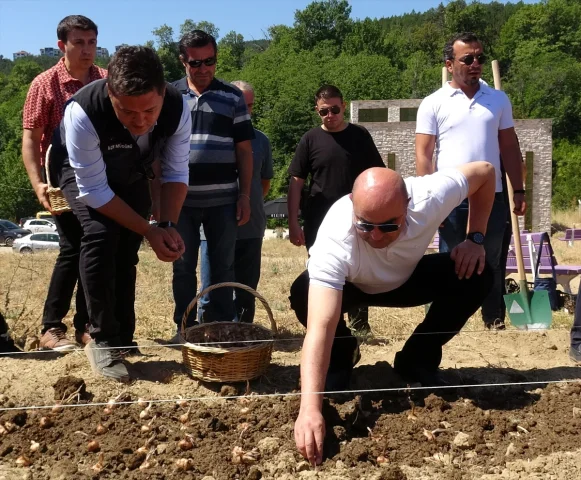 Karabük'te Safran Hasadının Başladığı Anlar