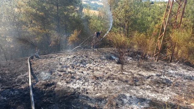 Sinop'u Sarsan Orman Yangını: Ekipler Hızla Müdahale Ediyor