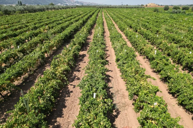 Manisa Üzüm Hasadında Sezon Başladı: Neler Bekleniyor?