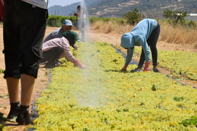 Manisa Üzüm Hasadında Sezon Başladı: Neler Bekleniyor?