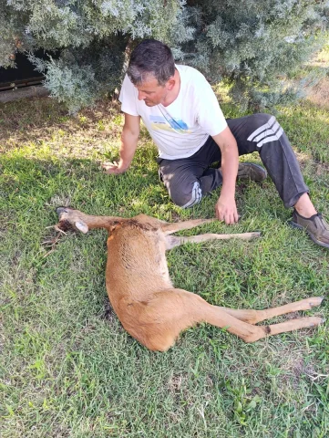 Kırklareli'nde Yarasıyla Şaşırtan Karaca Kurtarıldı