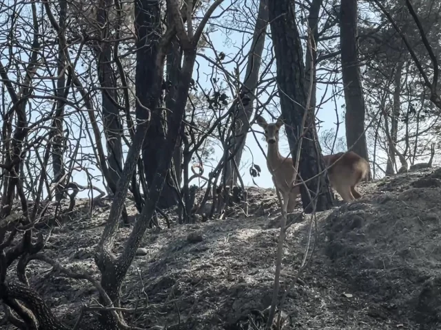 Gelibolu’da Orman Yangını Yaban Hayatını Tehdit Ediyor