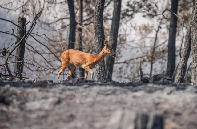 Gelibolu’da Orman Yangını Yaban Hayatını Tehdit Ediyor