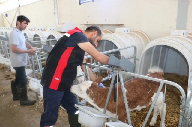 Erzincan Şap Hastalığına Karşı Acil Durum Duyurdu: Neler Yap...