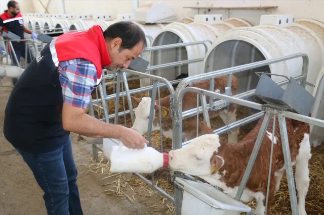 Erzincan Şap Hastalığına Karşı Acil Durum Duyurdu: Neler Yapılıyor?