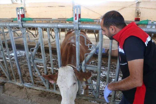 Erzincan Şap Hastalığına Karşı Acil Durum Duyurdu: Neler Yapılıyor?