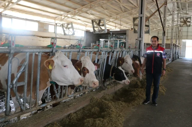 Erzincan Şap Hastalığına Karşı Acil Durum Duyurdu: Neler Yapılıyor?