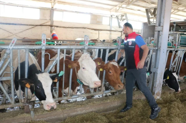 Erzincan Şap Hastalığına Karşı Acil Durum Duyurdu: Neler Yapılıyor?