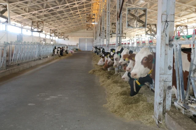 Erzincan Şap Hastalığına Karşı Acil Durum Duyurdu: Neler Yapılıyor?