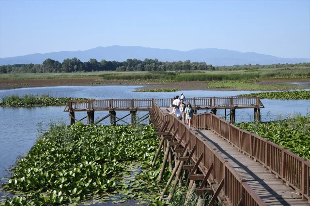 Efteni Gölü'nün Büyüleyici Kuş Cenneti Merak Uyandırıyor