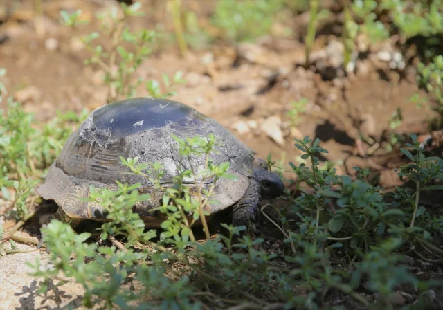Epoksiyle Hayata Dönen Kaplumbağa Fethiye'de Yeniden Doğaya...