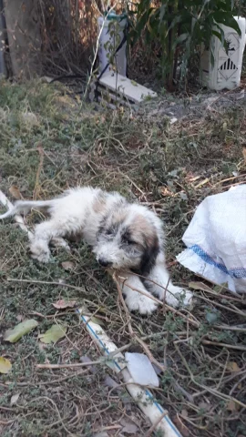 Mersin'de Minik Kahraman Çorap Kurtarıldı: İtfaiye Can Dost...