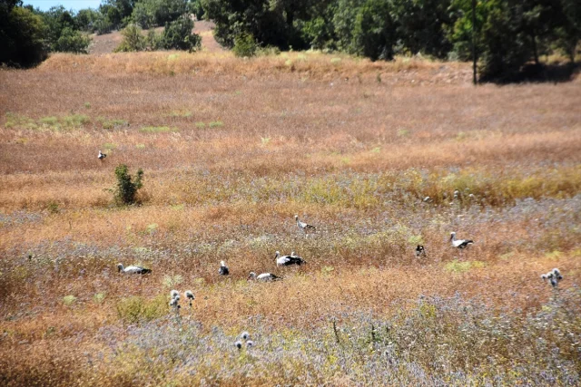 Sinop'ta Leylek Göçleri Gizem Dolu Gecikme Yaşadı