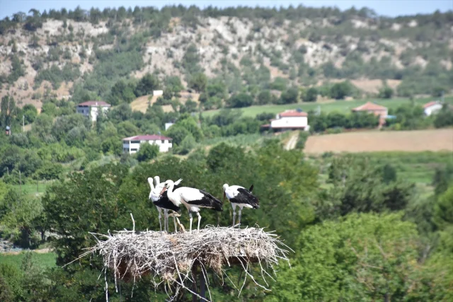 Sinop'ta Leylek Göçleri Gizem Dolu Gecikme Yaşadı