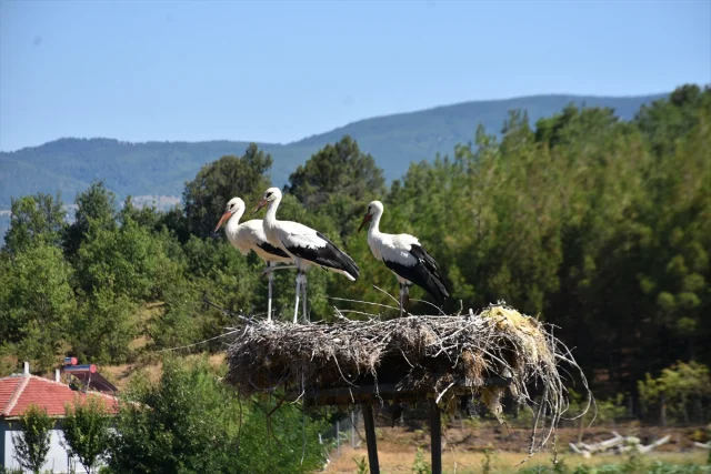 Sinop'ta Leylek Göçleri Gizem Dolu Gecikme Yaşadı