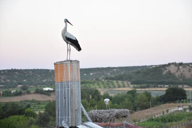 Sinop'ta Leylek Göçleri Gizem Dolu Gecikme Yaşadı