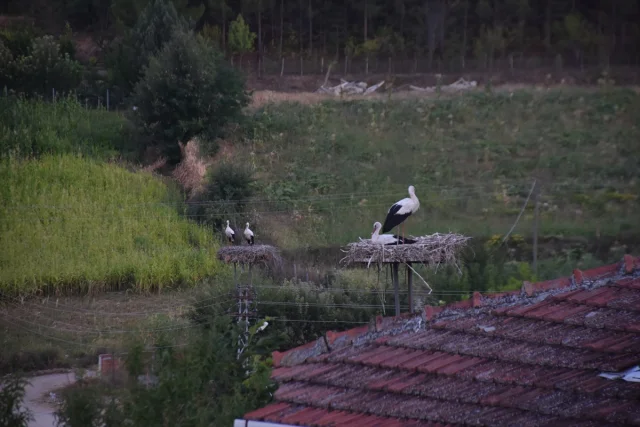 Sinop'ta Leylek Göçleri Gizem Dolu Gecikme Yaşadı