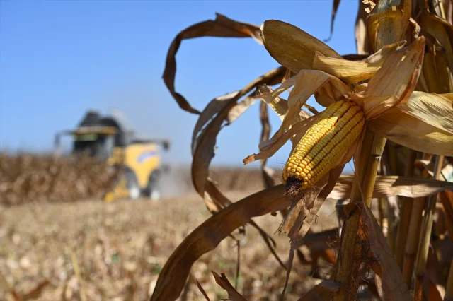 Osmaniye'de Mısır Hasadı Başladı: Beklenen Rekolte ve Çiftçilerin Heyecanı