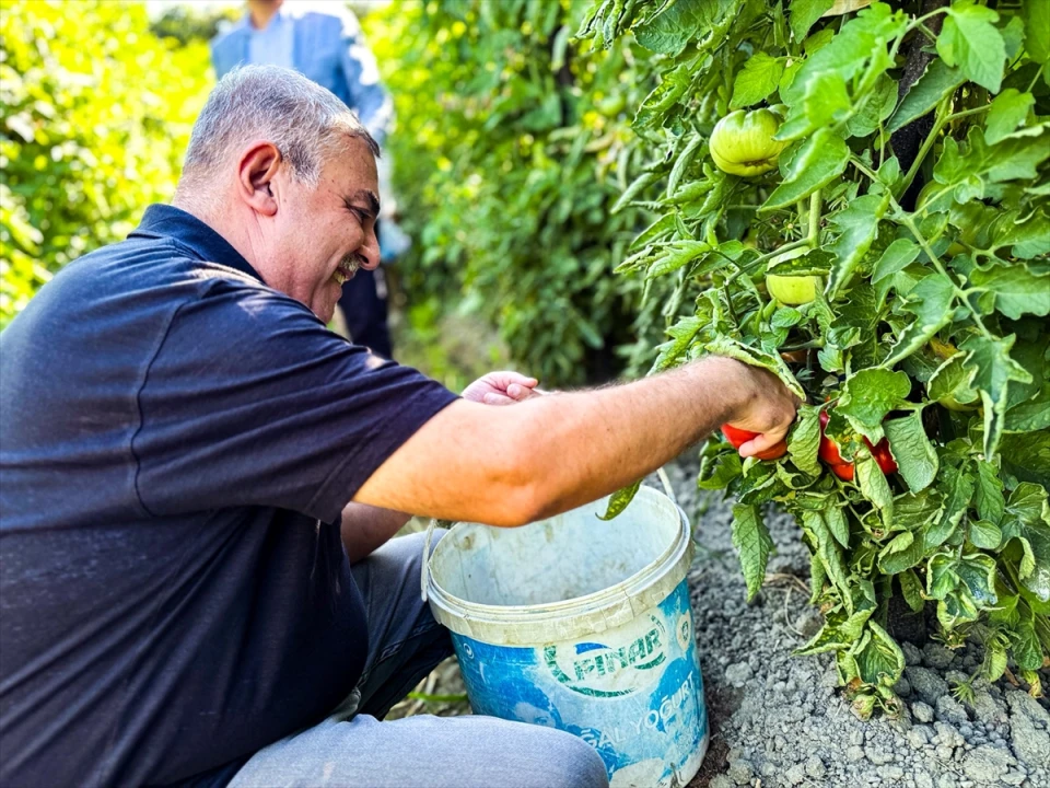 Boyabat Gazidere Domatesi Hakkında Bilmeniz Gereken Her Şey