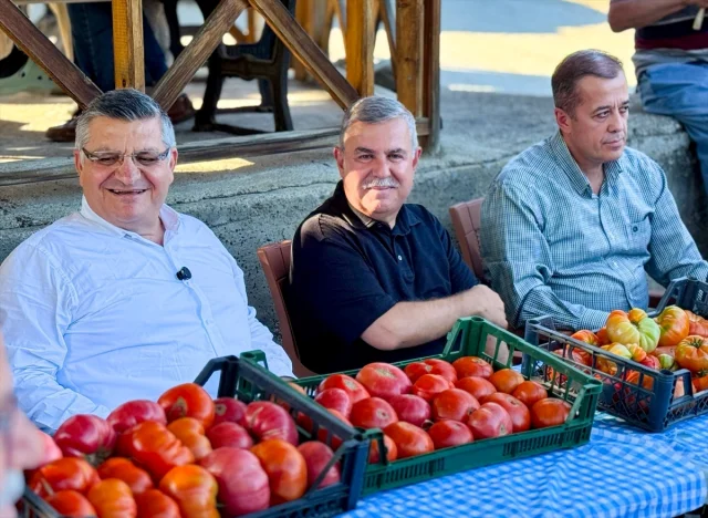 Boyabat Gazidere Domatesi Hakkında Bilmeniz Gereken Her Şey