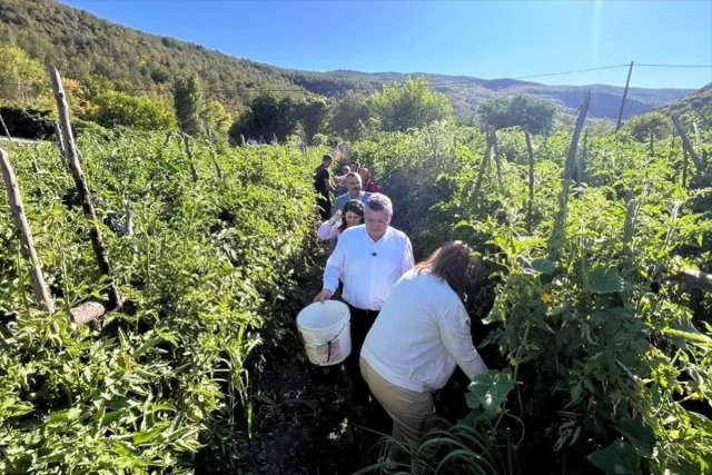 Boyabat Gazidere Domatesi Hakkında Bilmeniz Gereken Her Şey