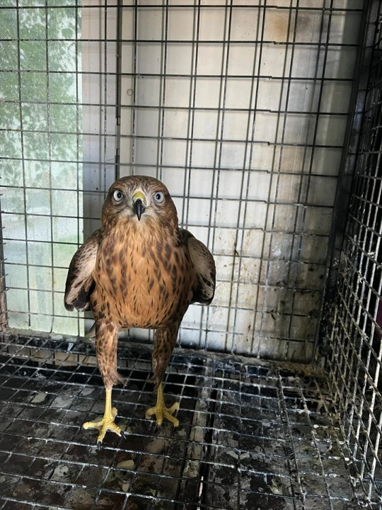 Erzurum'da Kızıl Şahin Doğayla Buluştu: Tüm Detaylar Burada
