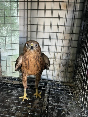 Erzurum'da Kızıl Şahin Doğayla Buluştu: Tüm Detaylar Burada