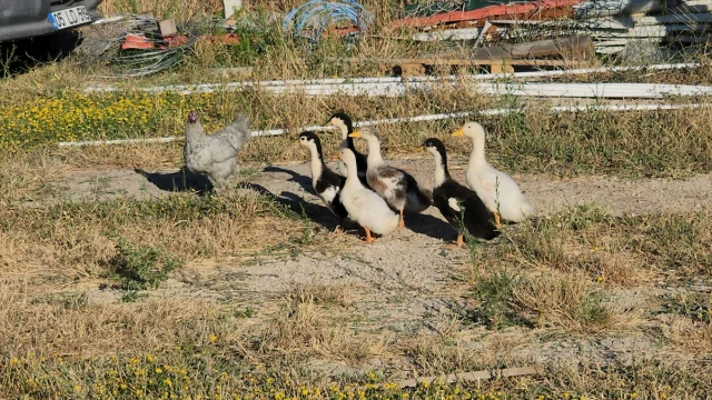 Amasya'da Tavuk ve Ördek Yavrularının Şaşırtan Hikayesi